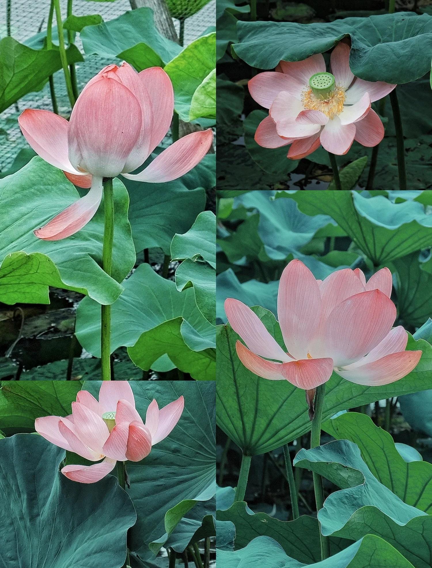 科普展现:莲花别名（莲花别名有哪些）