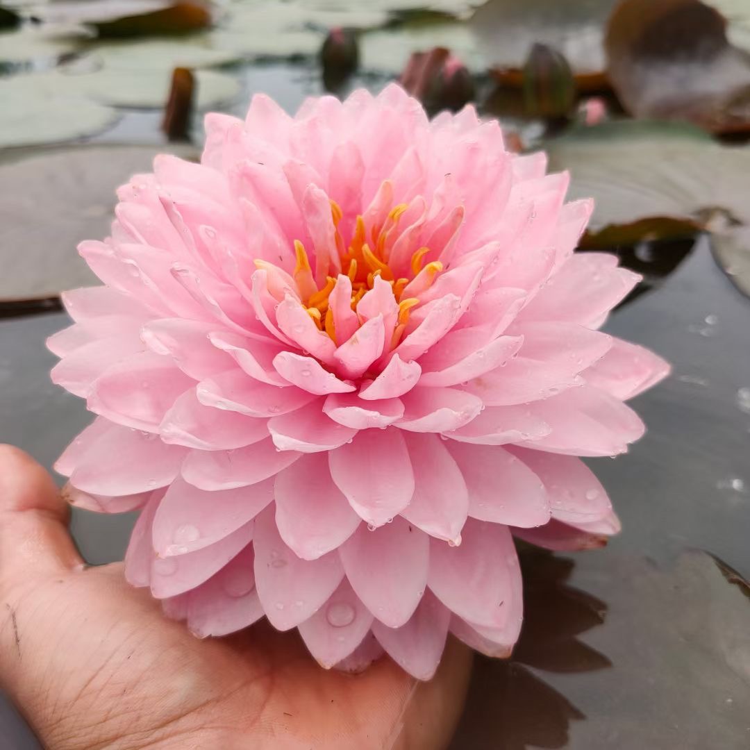 别墅水池风水禁忌