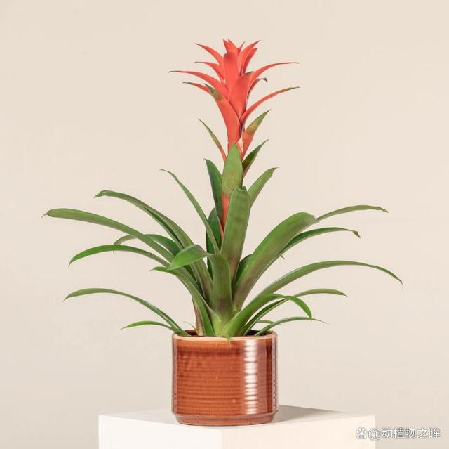 鸿运当头正确浇水方法