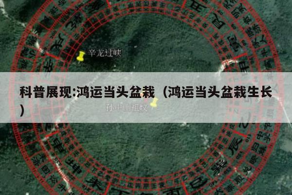 科普展现:鸿运当头盆栽（鸿运当头盆栽生长）