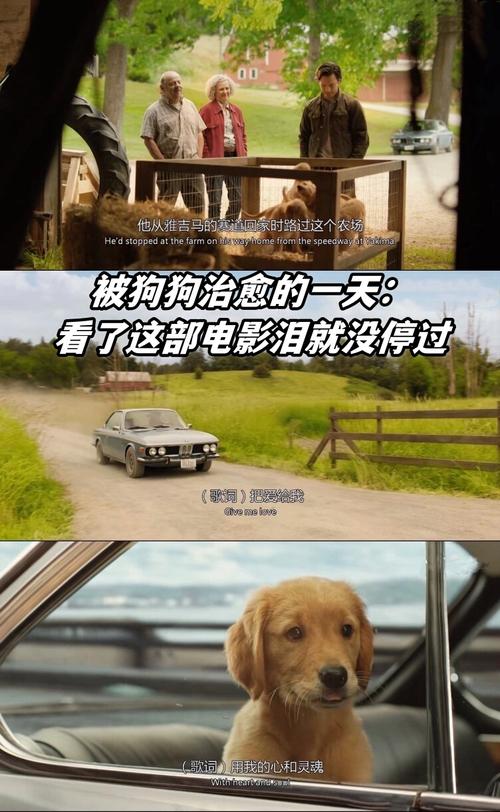 狗狗与你的故事,狗狗与你的故事剧照